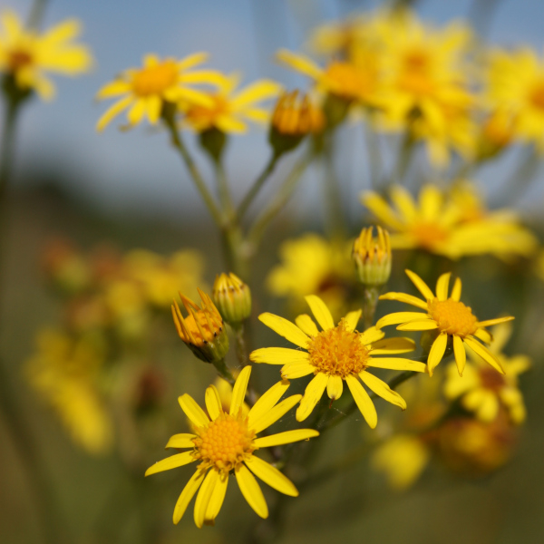 S&eacute;ne&ccedil;on de Jacob (Jacobaea vulgaris) &copy; Nicolas Macaire / LPO